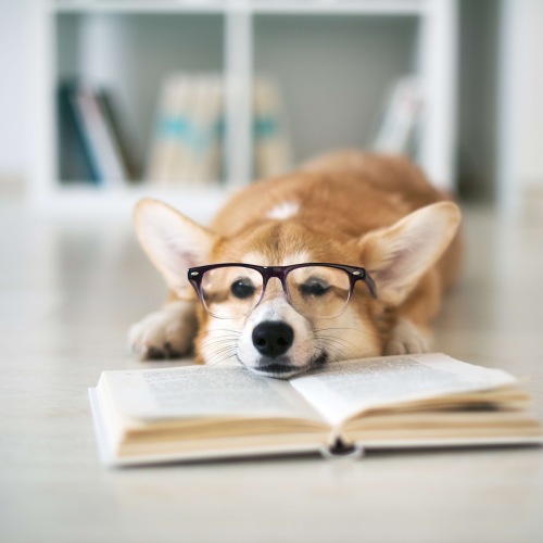 a dog laying his head on a book